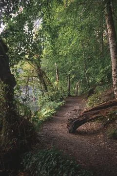 Path through a sunny spring forest in Turkey Stock Photos