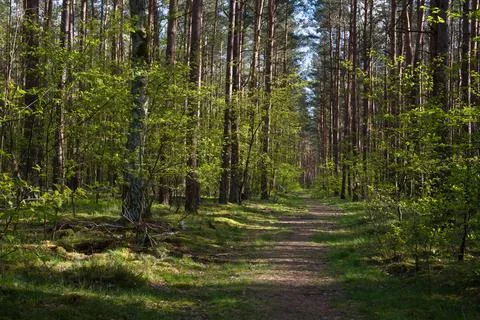 Path through a Sunny Spring Forest Stock Photos