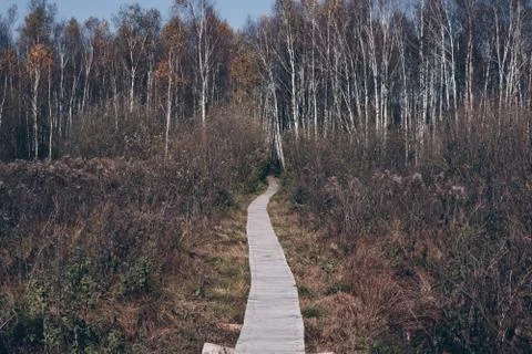 Path through swamps Stock Photos