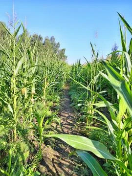 A path through tall corn, a summer field and a clear blue sky Stock Photos