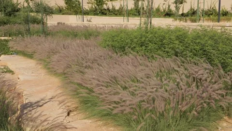 Path through tall grass Stock Footage 264976781