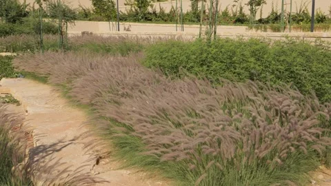 Path through tall grass windy weather Stock-Footage 268722116