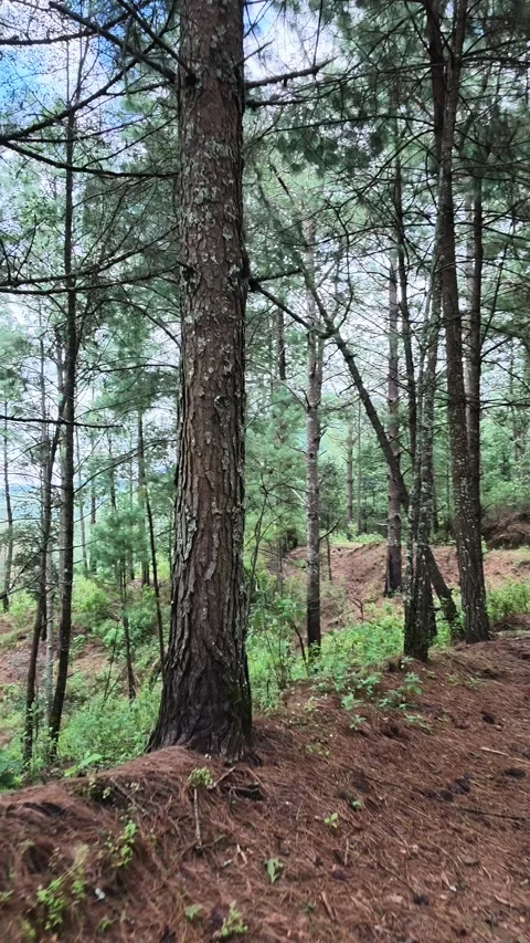 Path through tall pine forest near Paricutin volcano, Mexico Stock Footage 348525373