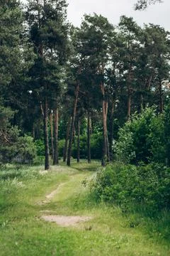 Path through tall trees in a green forest during the day with sunlight shin.. 스톡 사진