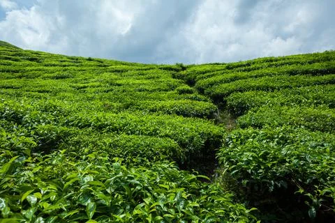 The path through tea plantation Stock Photos