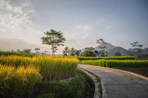 The path through terraced rice fields in Central Java, Indonesia, with a fo.. Stock-Fotos