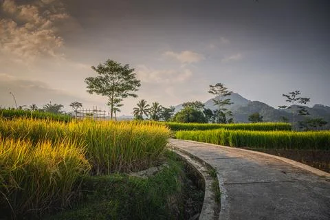 The path through terraced rice fields in Central Java, Indonesia, with a fore Stock-Fotos