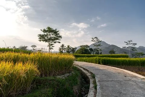 The path through terraced rice fields in Central Java, Indonesia, with a fore Stock Photos