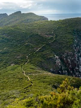 Path through thick vegetation Stock Photos