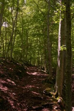 A path through the thicket of the forest Stock Photos