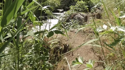 A path through thickets of mountain plants and herbs Stock Footage 155355395
