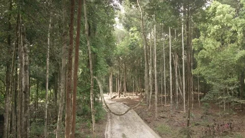 Path Through the Trees 4K Vídeos de archivo 305526543