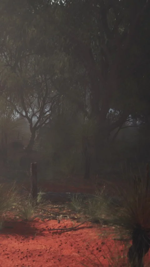 Path through the trees and bushes at dawn with fog and soft light Stock Footage 340633560