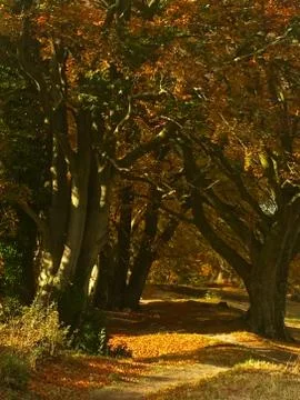 Path Through Trees on Autumn Day In England Stock Photos