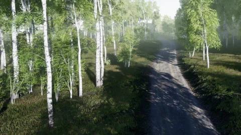 Path through trees on a bright day in a forest setting Stock Footage 342042695
