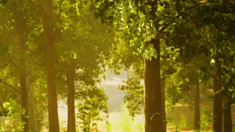 Path through trees during morning light in a green forest setting Stock Footage 343937216