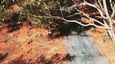 Path through trees in a forest with dry ground and bright colors Stock Footage 345046833
