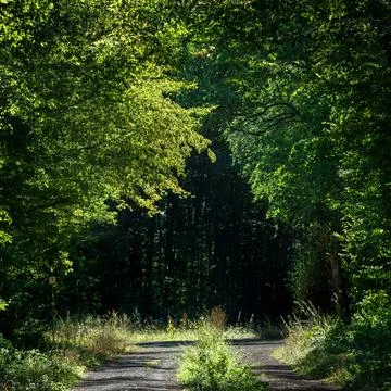 Path through the trees in a forest during the day with sunlight filtering t.. Photos