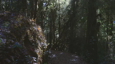 A path through the trees for hiking in the morning. Stock Footage 200932810