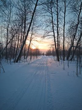 Path through the trees to the light Stock Photos