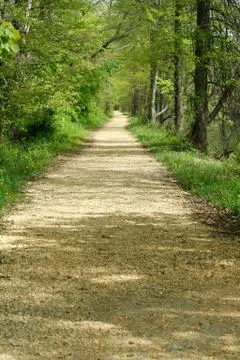 Path through the trees Stock Photos