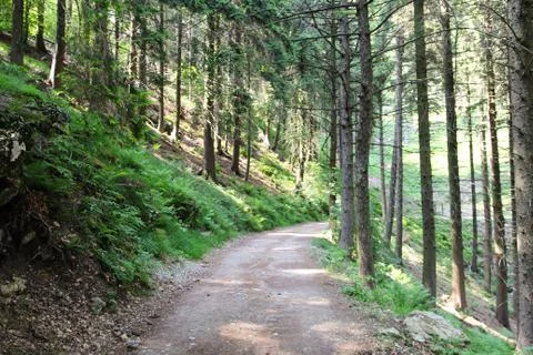 Path through the trees Foto stock