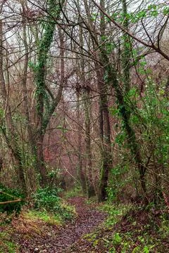 A path through the trees Stock Photos