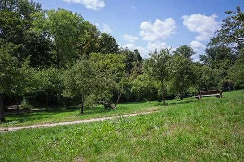 A Path Through the Trees Stock Photos
