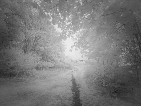Path through trees under a cloudy sky in a forest during daylight hours Fotos Stock