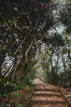 Path through the tropical forest, Mount Lempuyang, path to the Pura Lempuyang Stock Photos