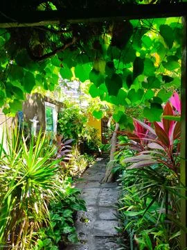 Path Through the Tropical Garden Stock Photos