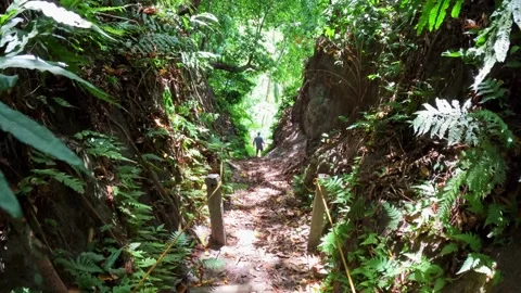 A path through the tropical jungle Vidéo 251984726