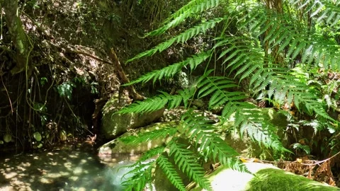 A path through the tropical jungle 库存影片 251984763