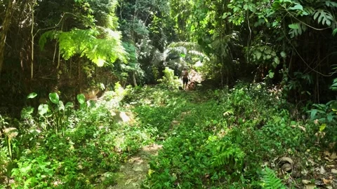 A path through the tropical jungle 库存影片 251984791
