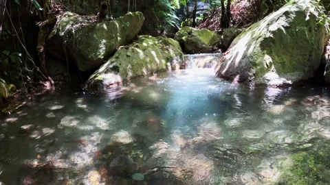 A path through the tropical jungle 库存影片 251984813