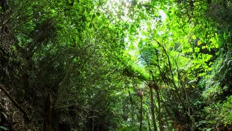 A path through the tropical jungle 库存影片 251984833