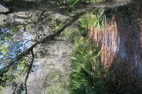 Path through tropical setting Foto stock