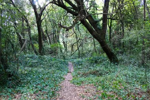 Path Through Verdant Forest: Serene Nature Retreat Stock Photos