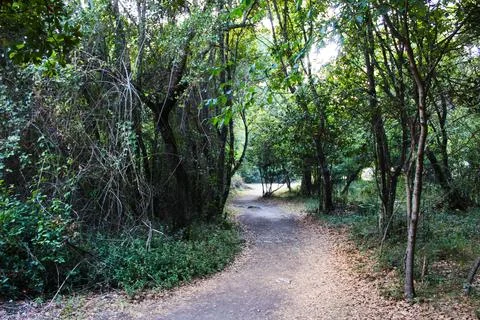 Path Through Verdant Forest: Serene Nature Retreat Stock Photos