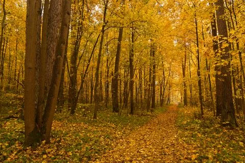 Path through vibrant autumn forest with bright yellow and gold leaves cover.. Stock Photos