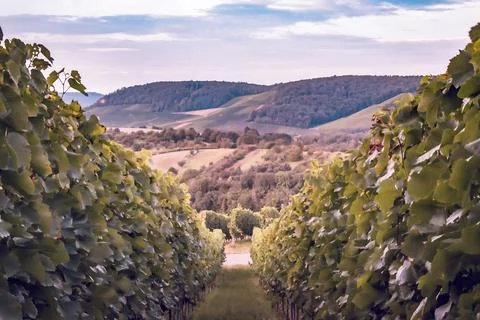 A Path Through the Vines Stock Photos