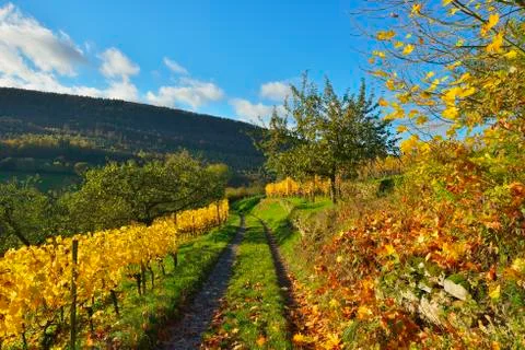 Path through Vineyard in Autumn, Centgrafenberg, Burgstadt, Untermain, Spessart, Stock Photos