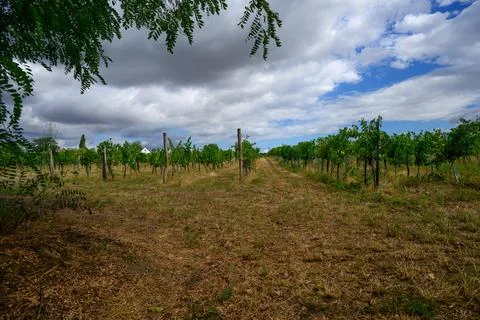 Path Through the Vineyard Stock Photos