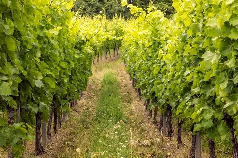 Path through the vineyards Stock Photos