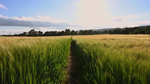 Path through Wheat Field Stock Footage 157935898