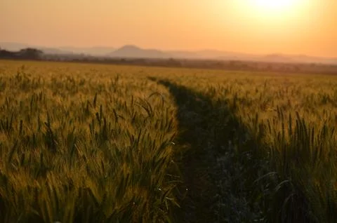 Path through the Wheat Stock Photos