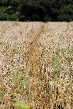 Path through wheatfield Stock Photos