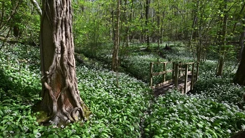 A path through wild garlic in Sutton Wood, Coalport, Shropshire, UK. Stock Footage 278513868