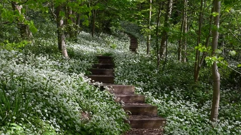 A path through wild garlic in Sutton Wood, Coalport, Shropshire, UK. Video stock 278513911