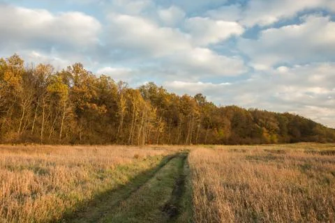 Path through a wild meadow towards the autumn forest and clouds in the sky Stock Photos